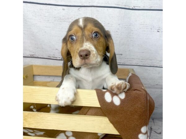 Beagle-DOG-Female-Chocolate White Tan-15136-Petland Grove City & Columbus, Ohio