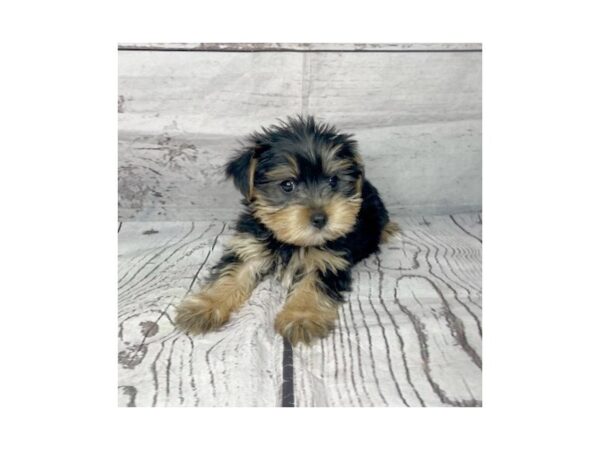 Yorkshire Terrier DOG Male Black / Tan 15133 Petland Grove City & Columbus, Ohio