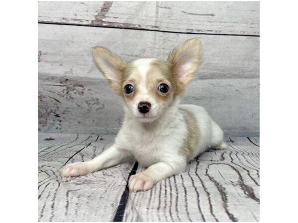 Chihuahua DOG Female Fawn 15132 Petland Grove City & Columbus, Ohio