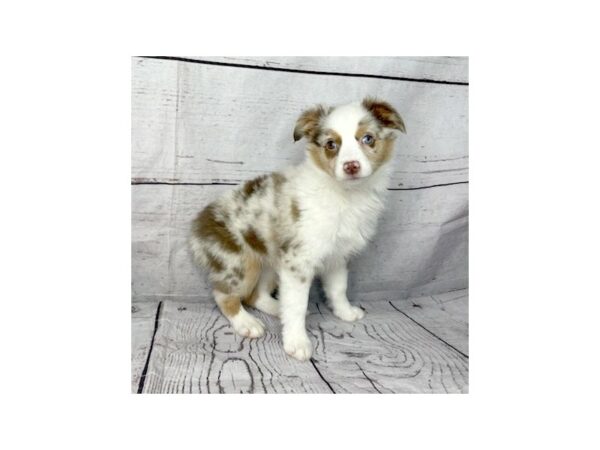 Miniature Australian Shepherd DOG Female Red Merle 15131 Petland Grove City & Columbus, Ohio