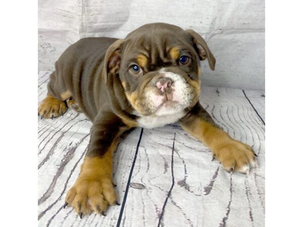 Bulldog DOG Male Chocolate White Tan 15130 Petland Grove City & Columbus, Ohio