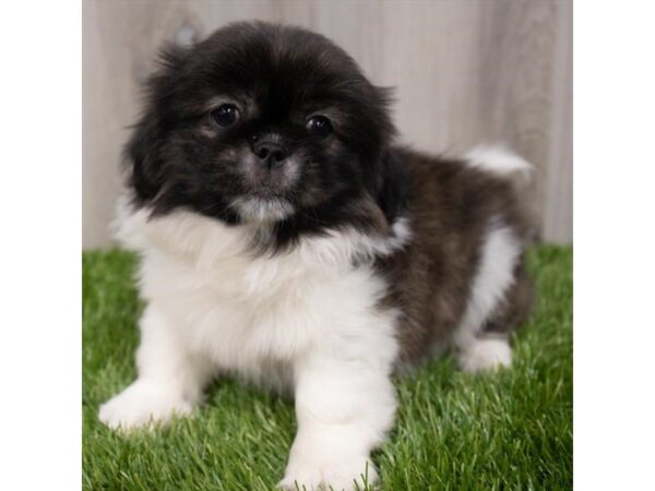 Pekingese DOG Male Sable 15137 Petland Grove City & Columbus, Ohio