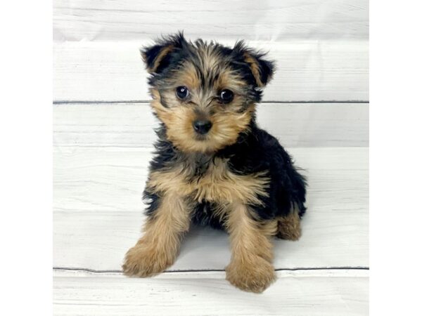Yorkshire Terrier-DOG-Female-Black / Tan-15139-Petland Grove City