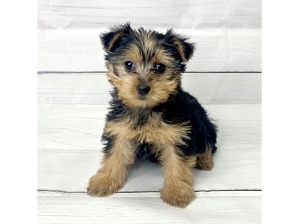 Yorkshire Terrier DOG Female Black / Tan 15139 Petland Grove City & Columbus, Ohio