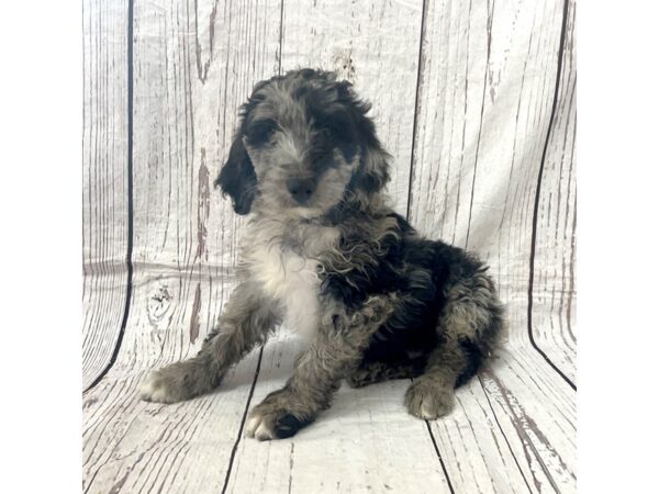 Aussiedoodle DOG Male Merle 15146 Petland Grove City & Columbus, Ohio