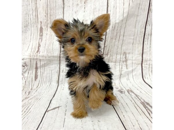 Yorkshire Terrier DOG Female Black / Tan 15143 Petland Grove City & Columbus, Ohio