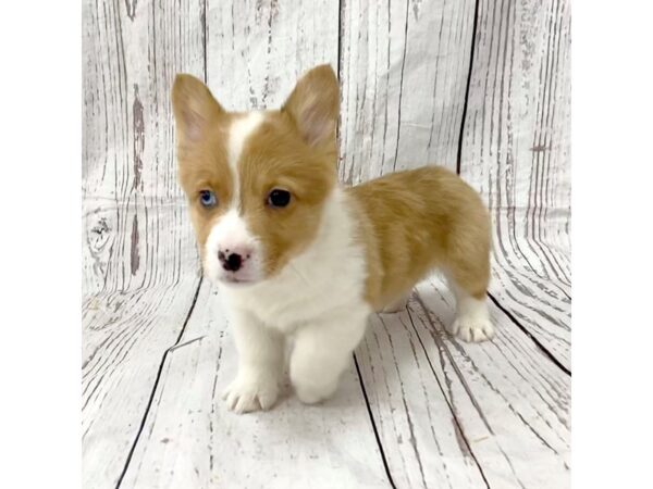 Pembroke Welsh Corgi DOG Male Red / White 15140 Petland Grove City & Columbus, Ohio