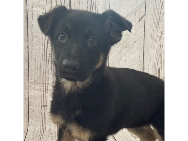 German Shepherd Dog DOG Female Black / Tan 15149 Petland Grove City & Columbus, Ohio