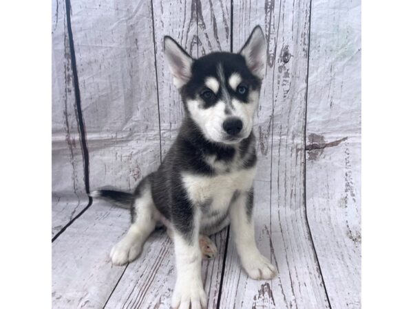 Siberian Husky DOG Female Black / White 15150 Petland Grove City & Columbus, Ohio