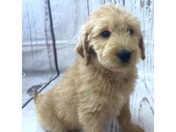 Goldendoodle DOG Male Golden 15151 Petland Grove City