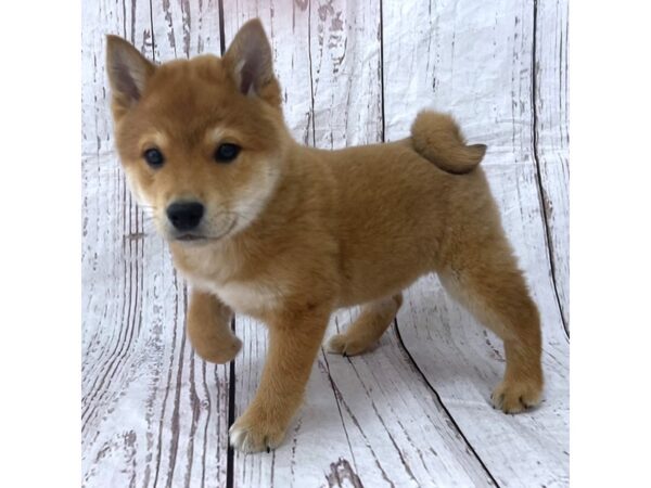 Shiba Inu DOG Male Red 15152 Petland Grove City & Columbus, Ohio