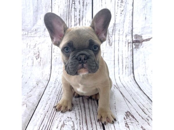 French Bulldog DOG Male Blue Fawn 15154 Petland Grove City & Columbus, Ohio