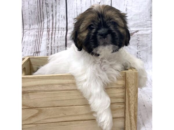 Shih Tzu-DOG-Female-Red / White-15156-Petland Grove City & Columbus, Ohio