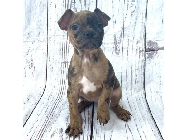 Frenchton DOG Female Red Merle 15157 Petland Grove City & Columbus, Ohio