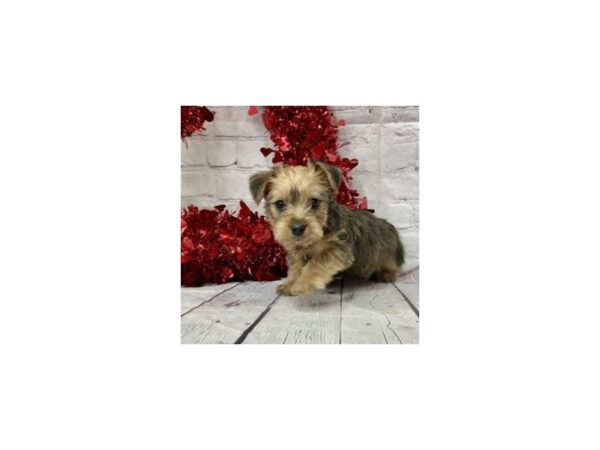 Morkie DOG Male Golden 15164 Petland Grove City & Columbus, Ohio