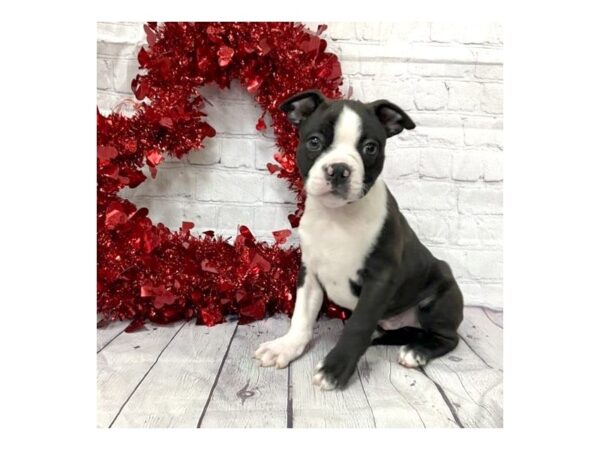 Boston Terrier DOG Male Black / White 15163 Petland Grove City & Columbus, Ohio