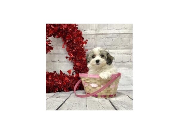 Havanese DOG Female Gold Sable 15162 Petland Grove City & Columbus, Ohio