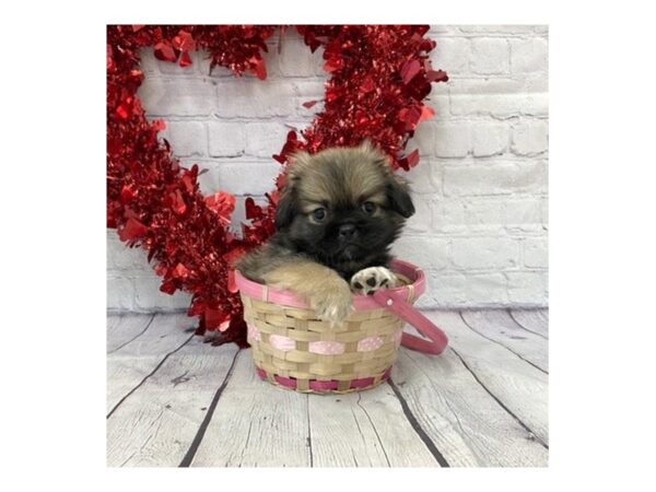 Pekingese-DOG-Male-Red Sable-15160-Petland Grove City & Columbus, Ohio