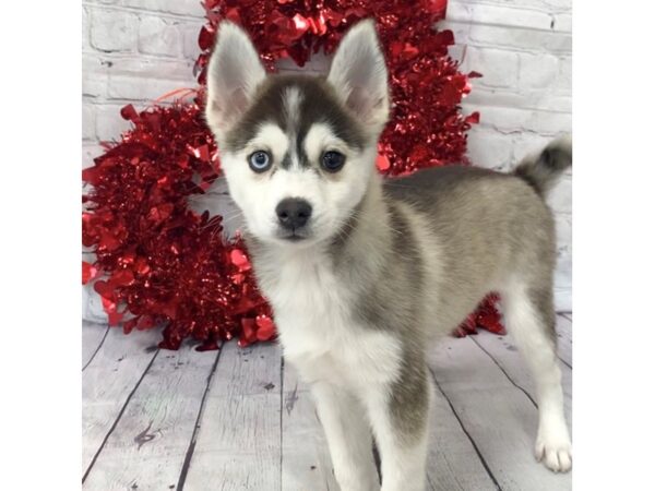 Pomsky DOG Male Black & White 15159 Petland Grove City & Columbus, Ohio