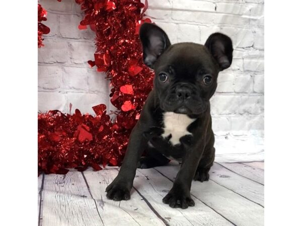 Frenchton-DOG-Female--15148-Petland Grove City & Columbus, Ohio