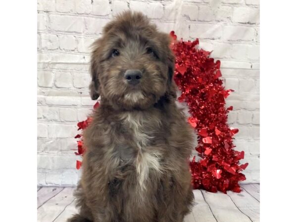 Aussiedoodle DOG Female Chocolate 15145 Petland Grove City & Columbus, Ohio