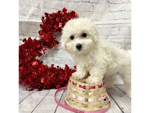 Bichon Frise DOG Male White 15138 Petland Grove City & Columbus, Ohio