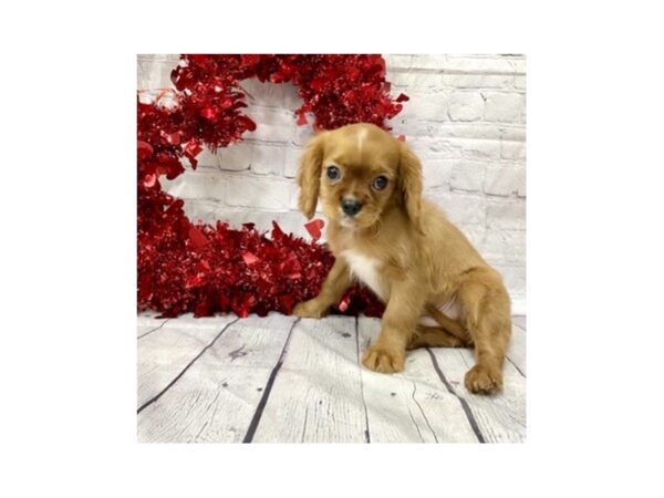 Cavalier King Charles Spaniel DOG Male Ruby 15134 Petland Grove City & Columbus, Ohio