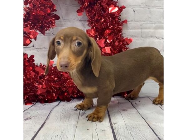 Dachshund DOG Male Chocolate / Tan 15126 Petland Grove City & Columbus, Ohio