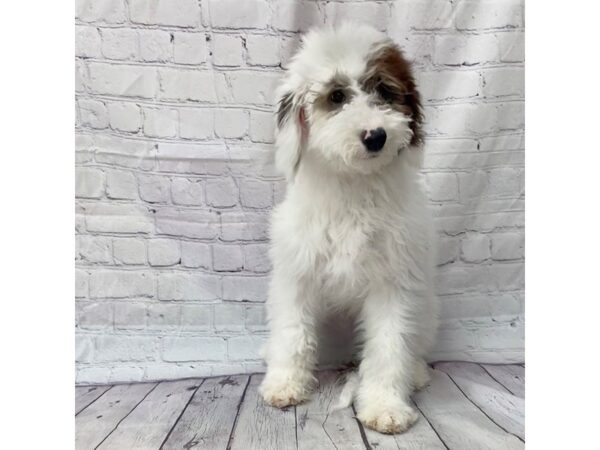 Mini Sheepadoodle DOG Male Black/White 15116 Petland Grove City & Columbus, Ohio