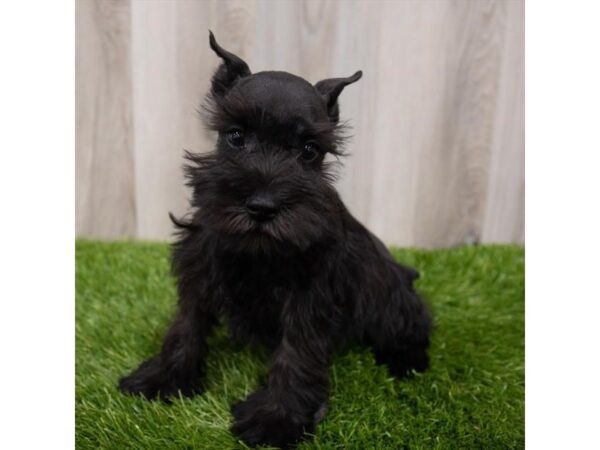 Miniature Schnauzer DOG Male Black 15169 Petland Grove City & Columbus, Ohio