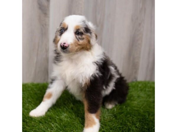 Miniature Australian Shepherd DOG Female Blue Merle 15170 Petland Grove City & Columbus, Ohio