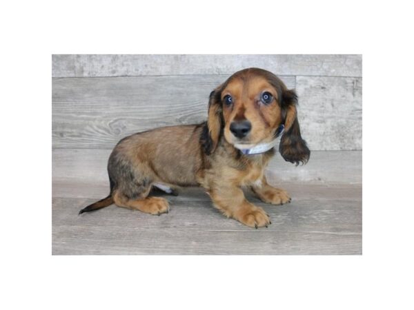 Dachshund-DOG-Male-Wild Boar-15175-Petland Grove City & Columbus, Ohio