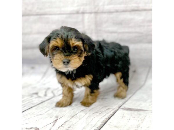 Yorkiepoo DOG Female Black / Tan 15180 Petland Grove City & Columbus, Ohio