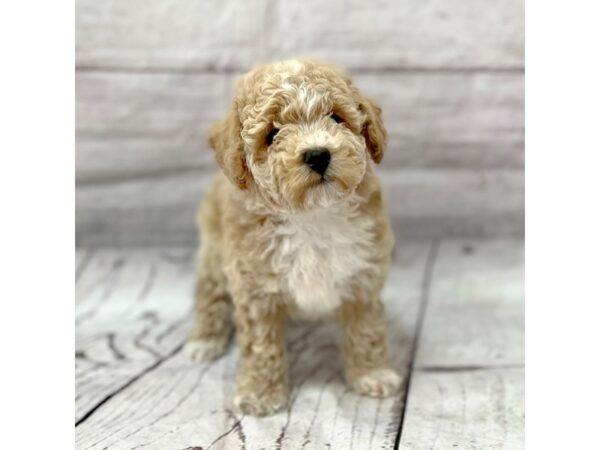 Bichapoo-DOG-Male-Tan-15178-Petland Grove City