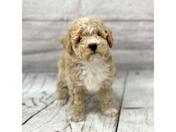 Bichapoo-DOG-Male-Tan-15178-Petland Grove City & Columbus, Ohio