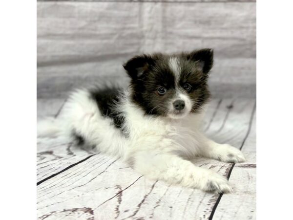 Pomeranian DOG Male Blue 15176 Petland Grove City & Columbus, Ohio