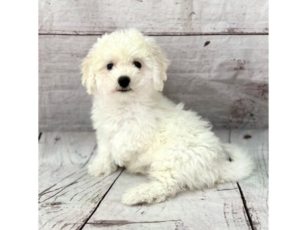 Bichon Frise DOG Male White 15167 Petland Grove City & Columbus, Ohio