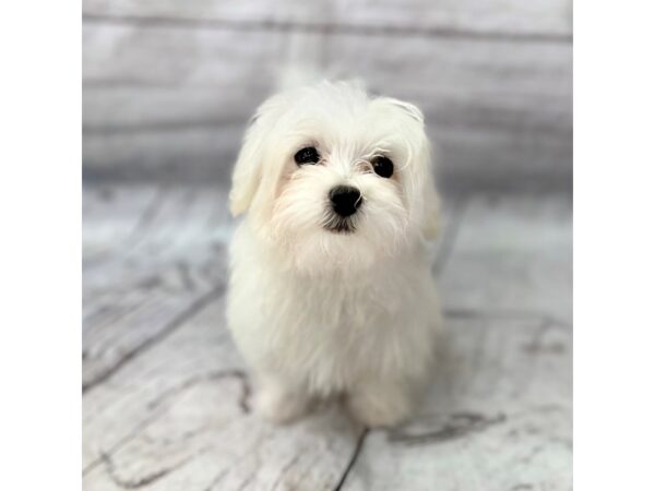 Maltese DOG Male White 15142 Petland Grove City & Columbus, Ohio