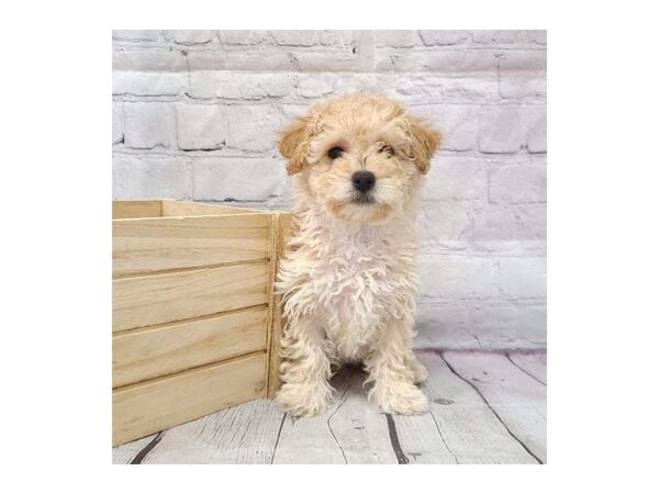 Bichapoo DOG Female Buff 15187 Petland Grove City & Columbus, Ohio