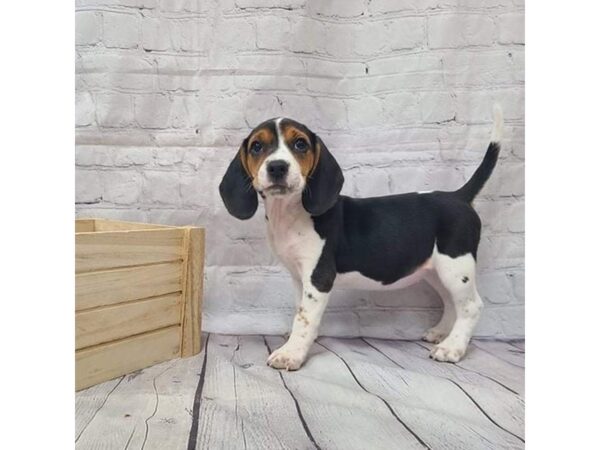 Beagle DOG Female Black White / Tan 15182 Petland Grove City & Columbus, Ohio