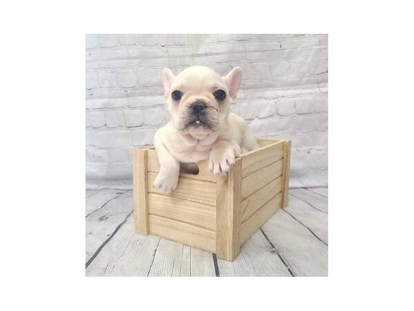 French Bulldog-DOG-Male-Cream-15181-Petland Grove City & Columbus, Ohio