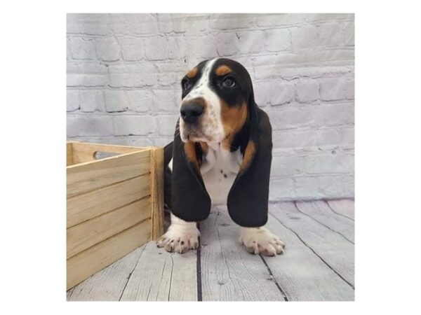 Basset Hound DOG Male Tri-Colored 15177 Petland Grove City & Columbus, Ohio