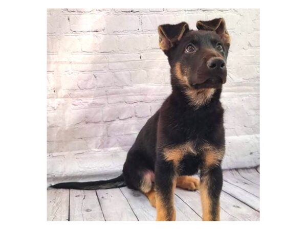 German Shepherd DOG Male Black & Tan 15171 Petland Grove City & Columbus, Ohio