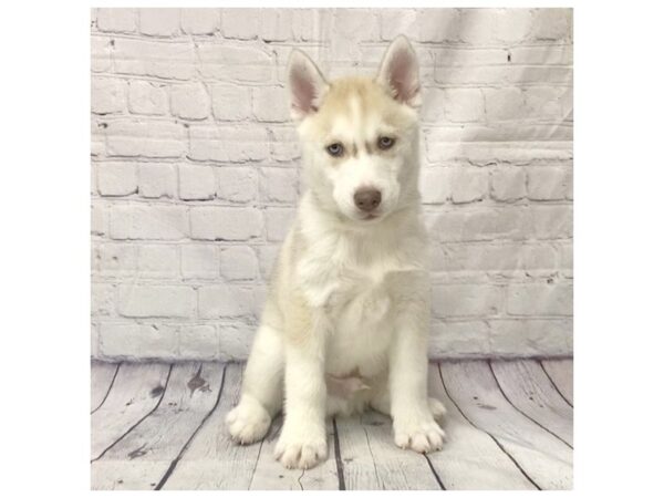 Siberian Husky DOG Male Red / White 15192 Petland Grove City & Columbus, Ohio