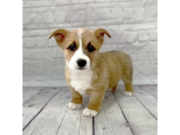 Pembroke Welsh Corgi DOG Female Sable / White 15191 Petland Grove City & Columbus, Ohio