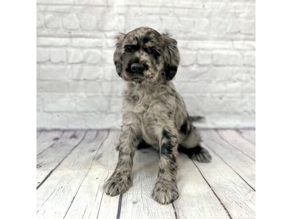 Mini Hippo-DOG-Female-Blue-15185-Petland Grove City & Columbus, Ohio