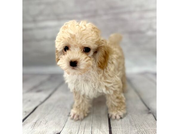 Poodle-DOG-Male-Apricot-15190-Petland Grove City & Columbus, Ohio