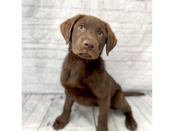 Labrador Retriever-DOG-Male-Chocolate-15172-Petland Grove City & Columbus, Ohio