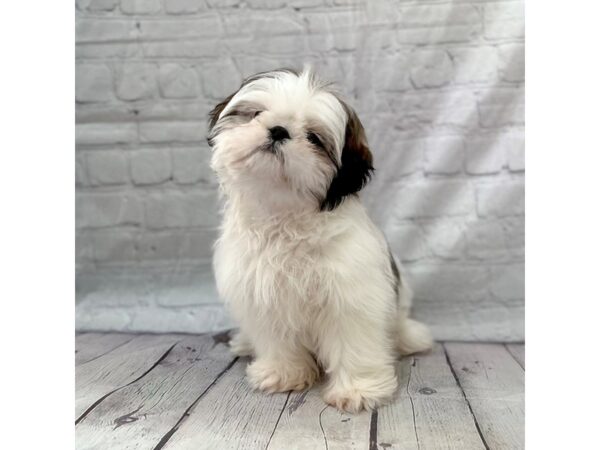 Shih Tzu DOG Male Brindle / White 15184 Petland Grove City & Columbus, Ohio