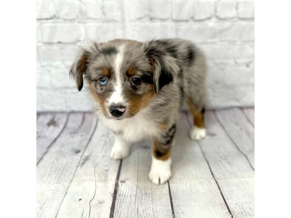 Miniature Australian Shepherd-DOG-Male-Blue Merle-15193-Petland Grove City & Columbus, Ohio